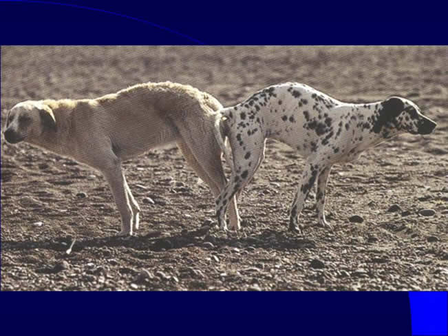 Comportamiento sexual y maternal en el perro