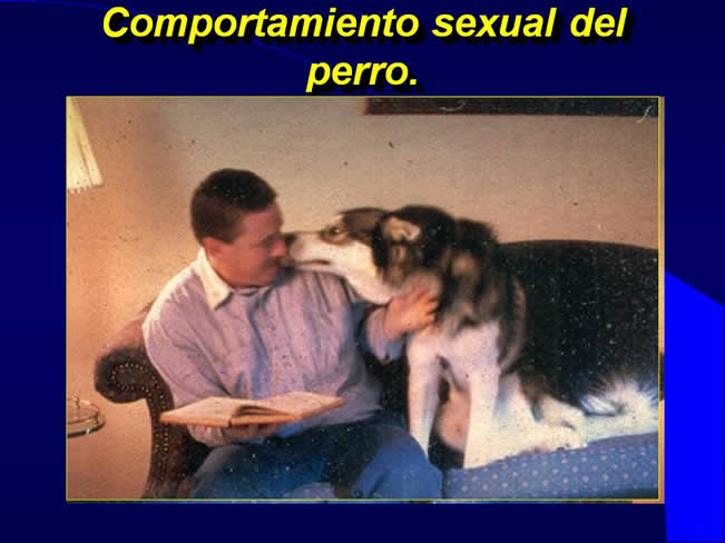 Comportamiento sexual y maternal en el perro