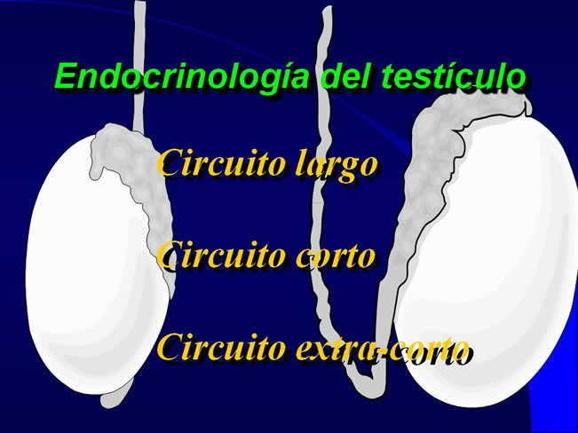 Comportamiento sexual y maternal en el perro