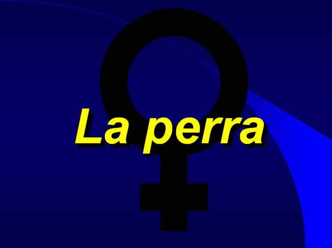 Comportamiento sexual y maternal en el perro