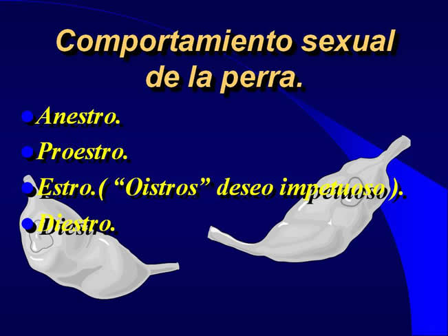 Comportamiento sexual y maternal en el perro