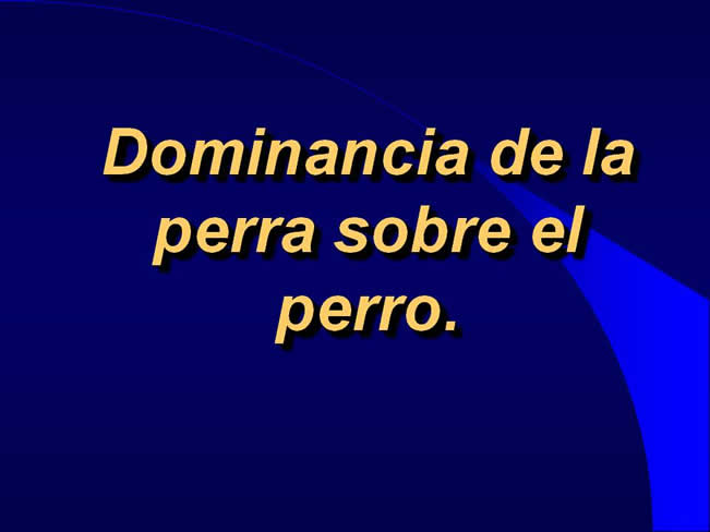 Comportamiento sexual y maternal en el perro