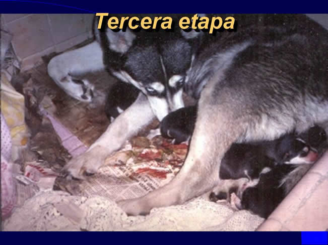 Comportamiento sexual y maternal en el perro