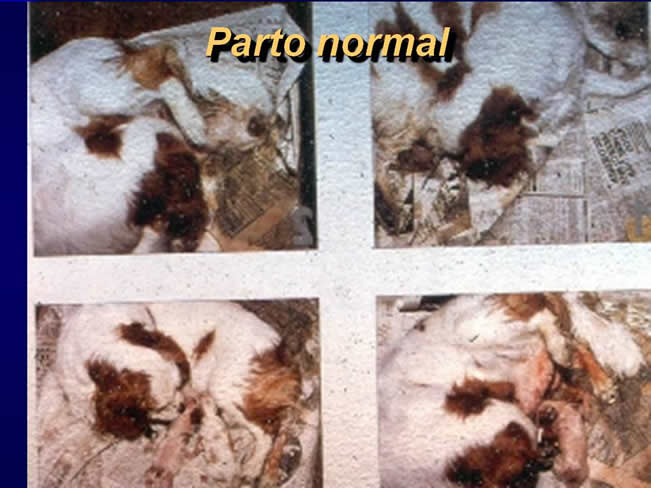 Comportamiento sexual y maternal en el perro