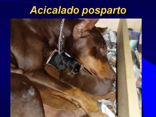 Comportamiento sexual y maternal en el perro