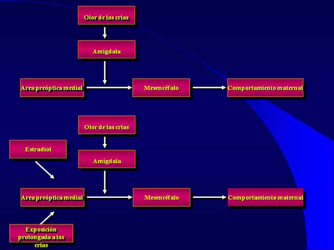 Comportamiento sexual y maternal en el perro