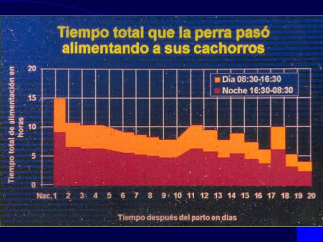 Comportamiento sexual y maternal en el perro