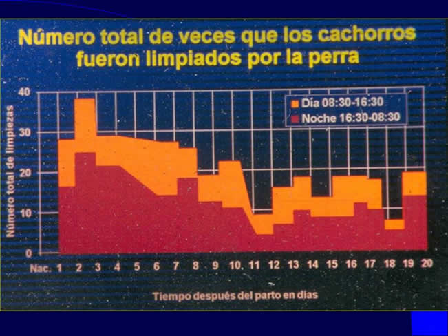 Comportamiento sexual y maternal en el perro