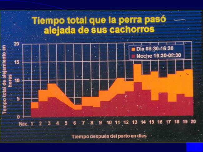 Comportamiento sexual y maternal en el perro