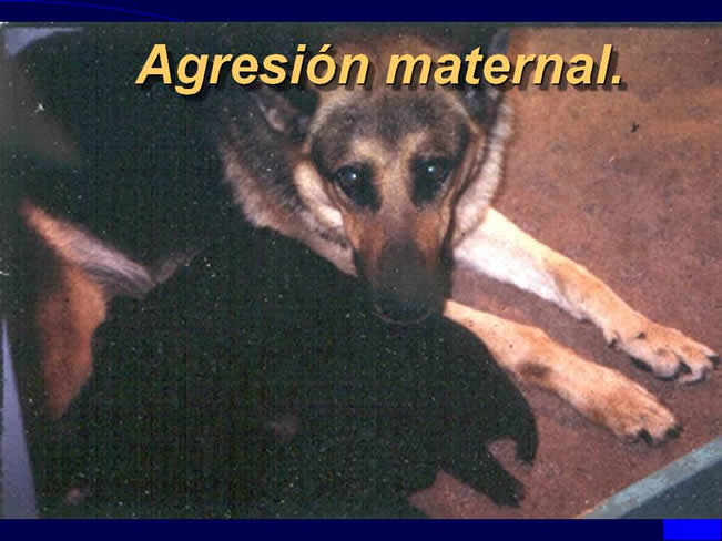 Comportamiento sexual y maternal en el perro