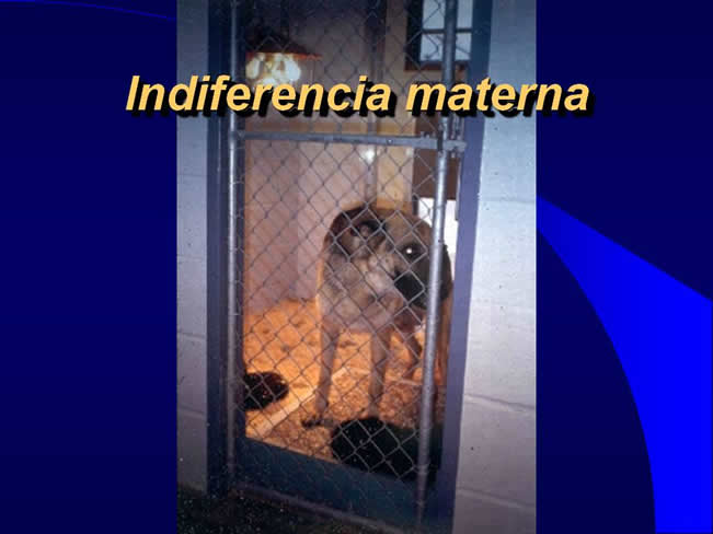 Comportamiento sexual y maternal en el perro