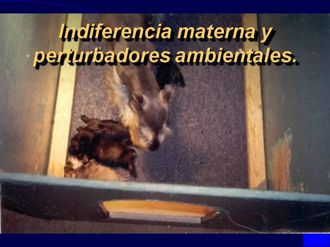 Comportamiento sexual y maternal en el perro