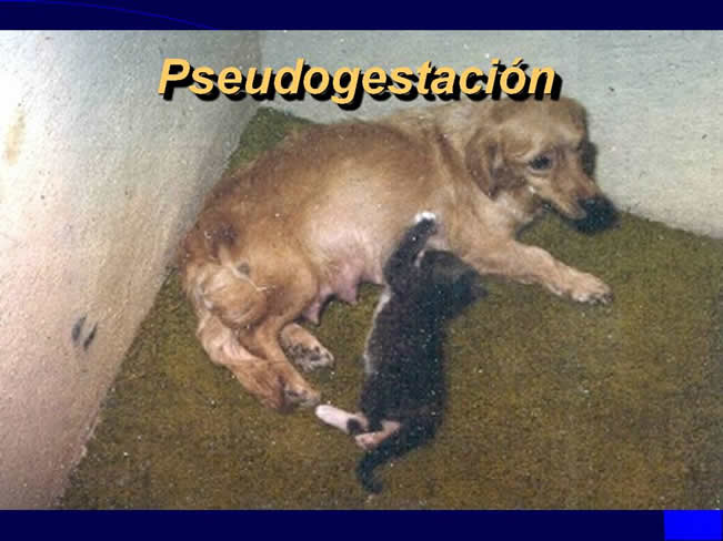 Comportamiento sexual y maternal en el perro