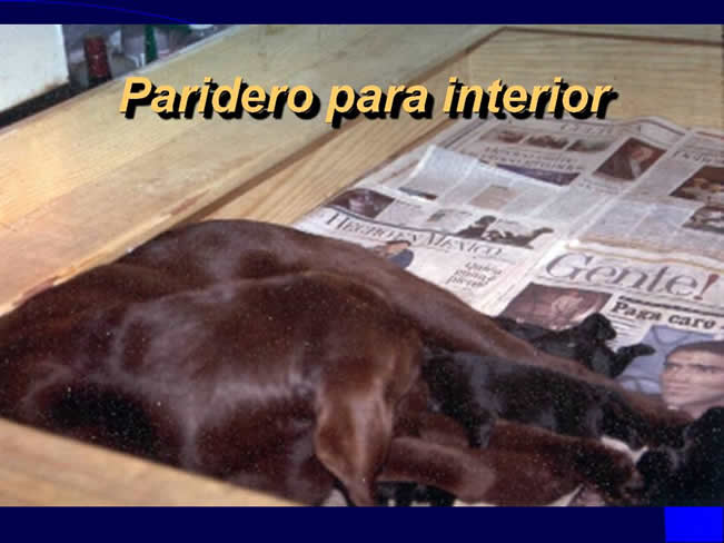 Comportamiento sexual y maternal en el perro