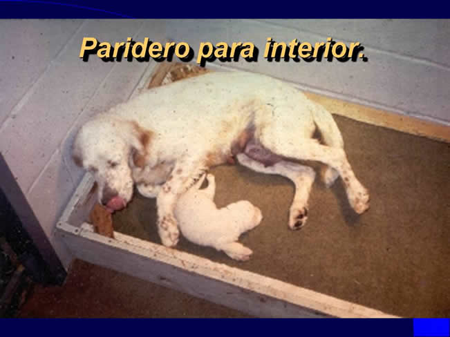 Comportamiento sexual y maternal en el perro