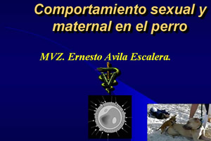 Comportamiento sexual y maternal en el perro