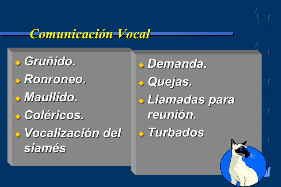 Conducta en gatos