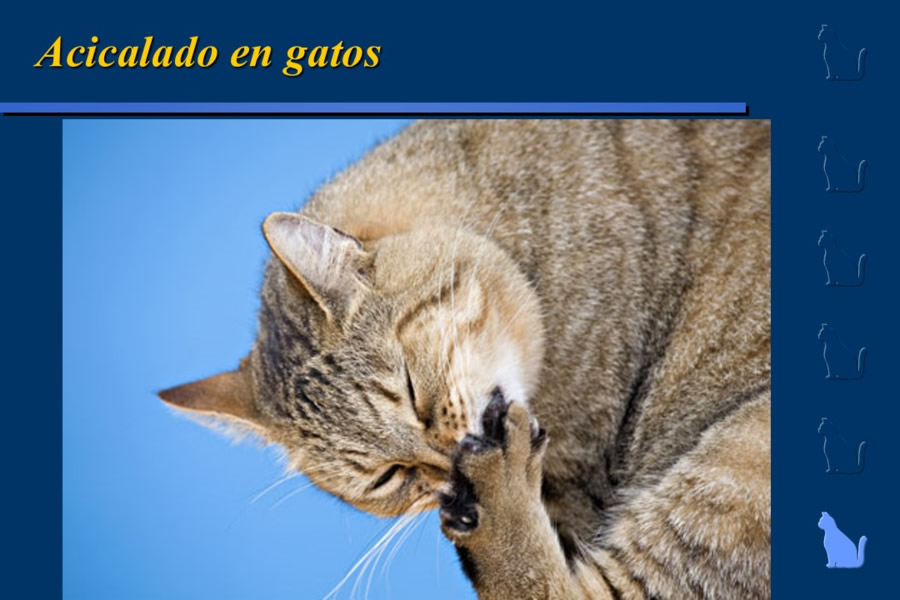 Conducta en gatos