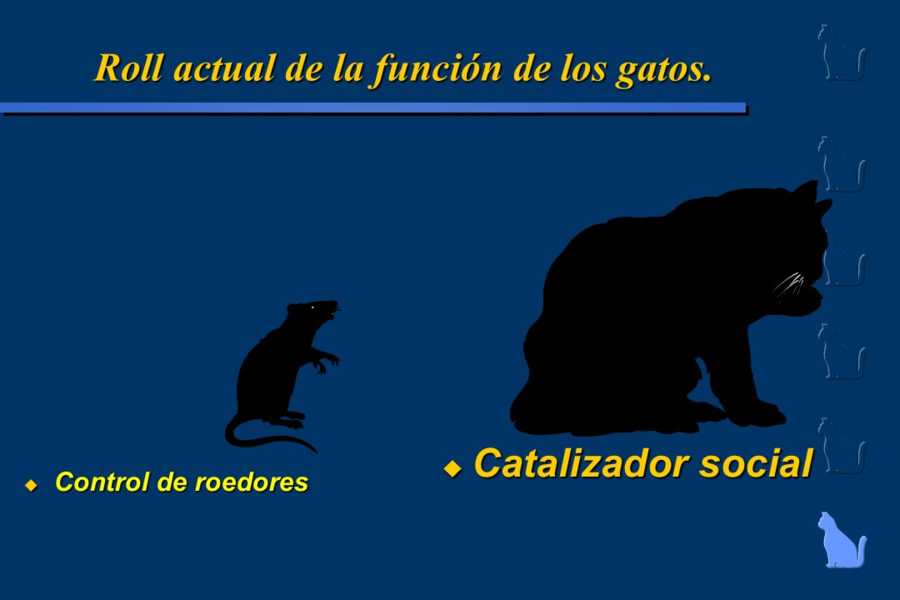 Conducta en gatos