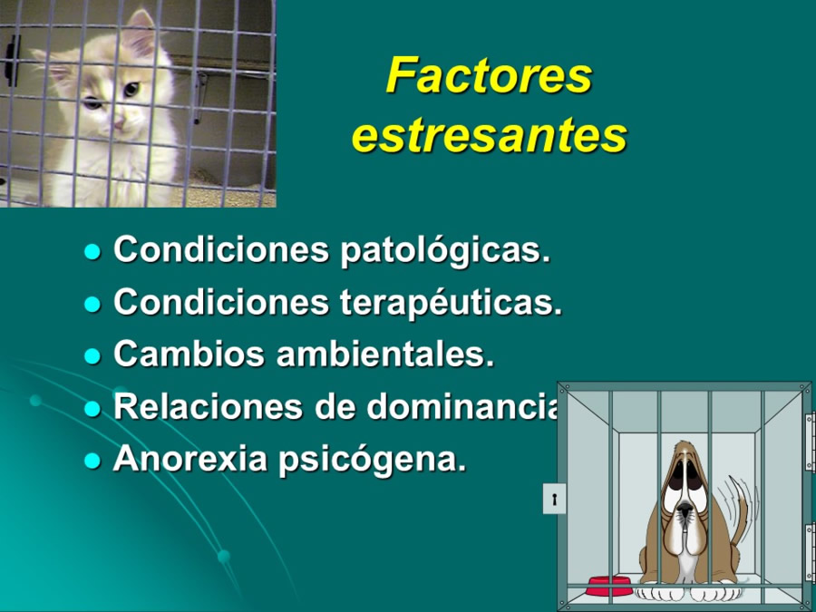 Desarrollo conductual en cachorros