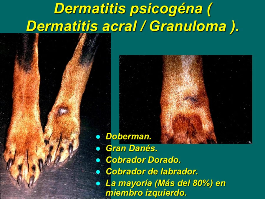 Desarrollo conductual en cachorros