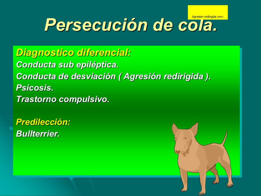 Desarrollo conductual en cachorros