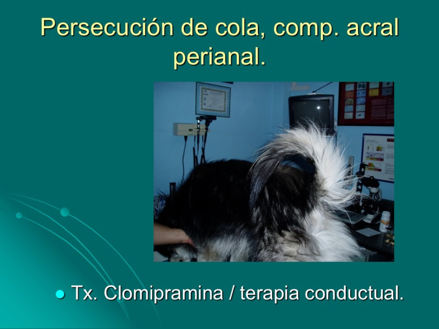 Desarrollo conductual en cachorros