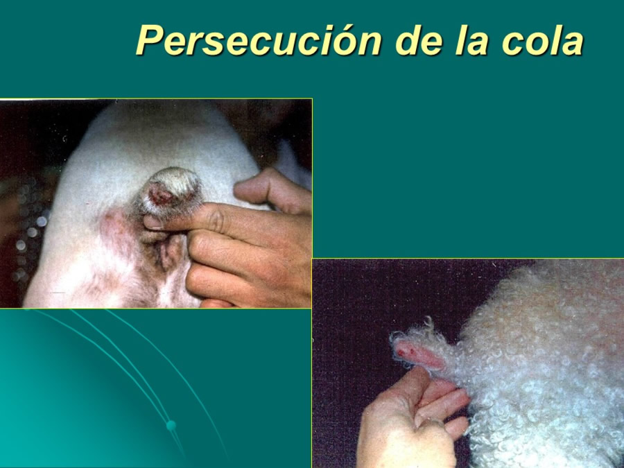 Desarrollo conductual en cachorros