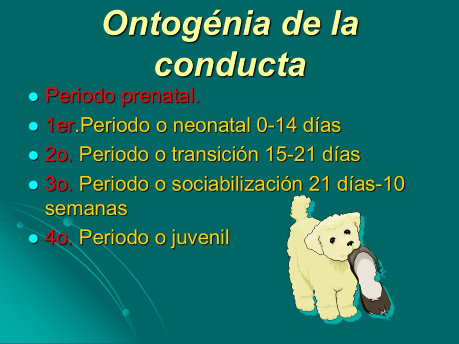 Desarrollo conductual en cachorros