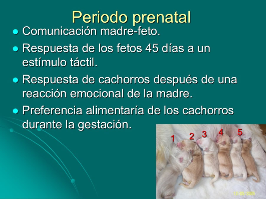 Desarrollo conductual en cachorros