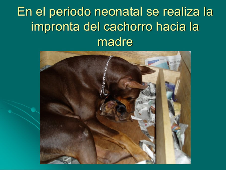 Desarrollo conductual en cachorros