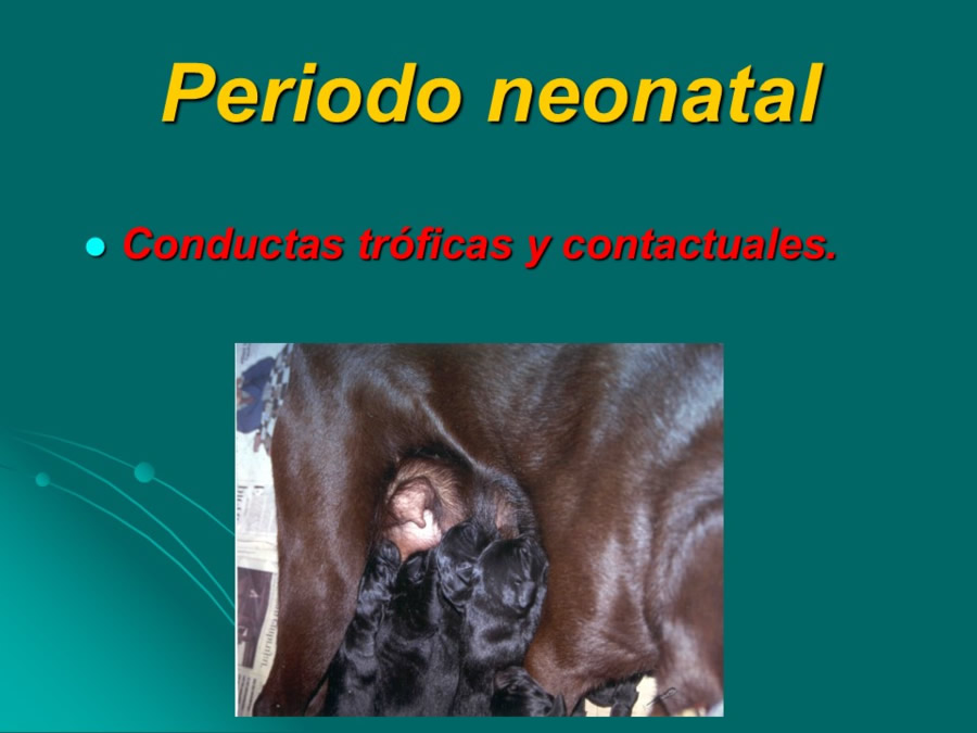 Desarrollo conductual en cachorros