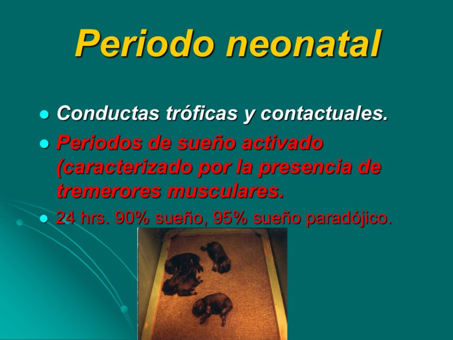 Desarrollo conductual en cachorros