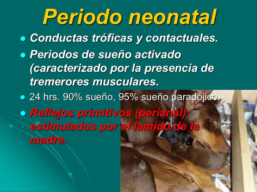 Desarrollo conductual en cachorros