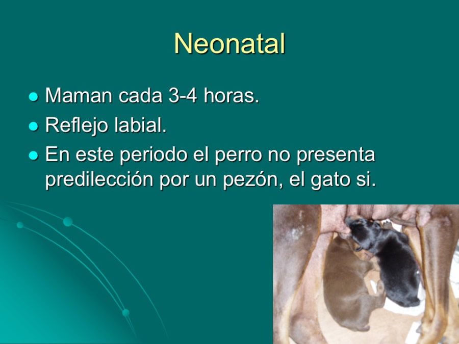 Desarrollo conductual en cachorros