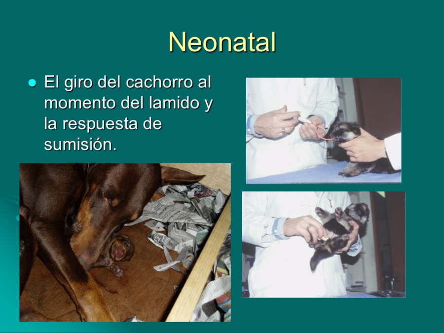 Desarrollo conductual en cachorros