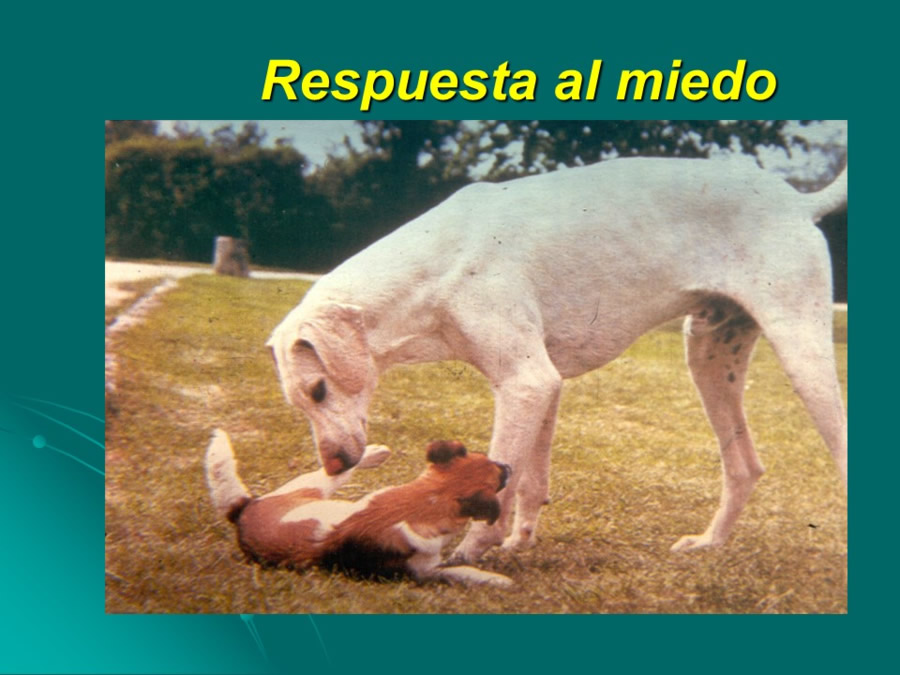 Desarrollo conductual en cachorros