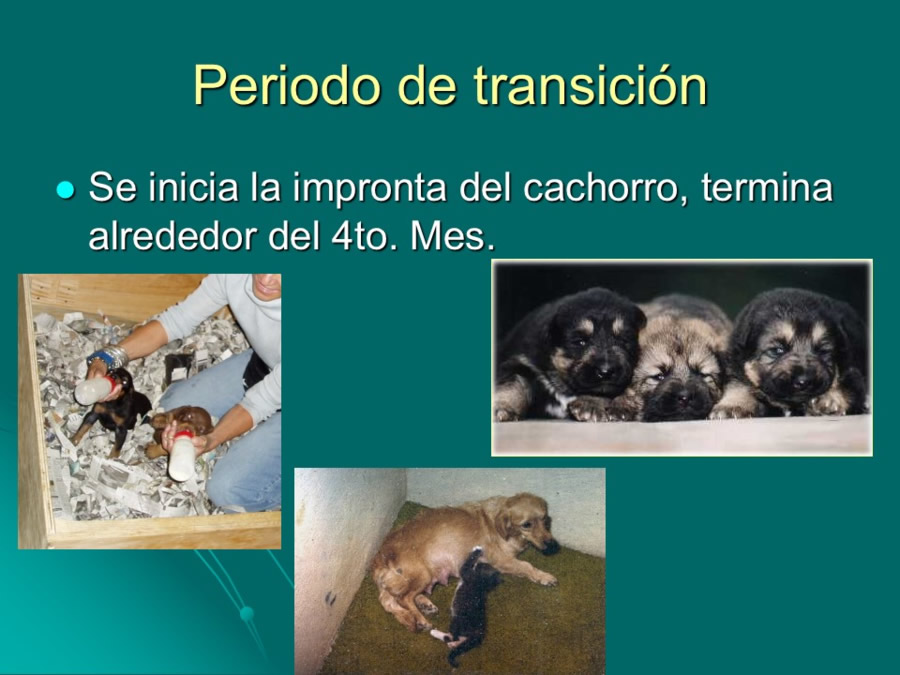 Desarrollo conductual en cachorros