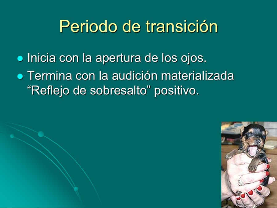 Desarrollo conductual en cachorros