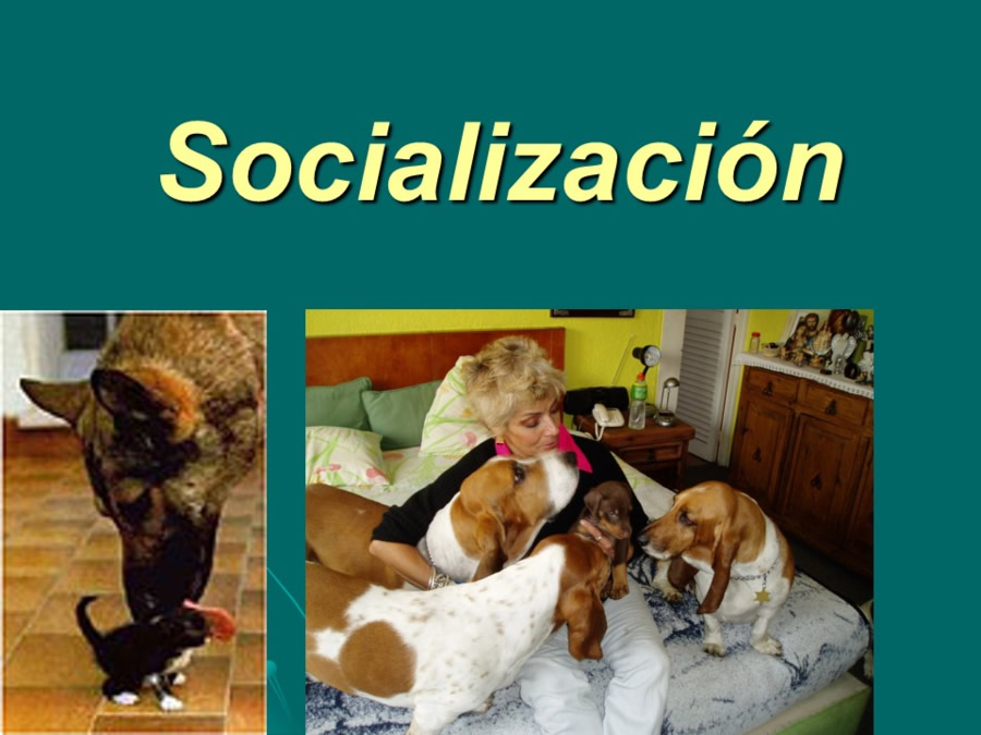 Desarrollo conductual en cachorros