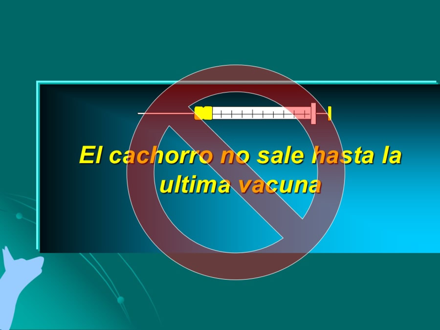 Desarrollo conductual en cachorros