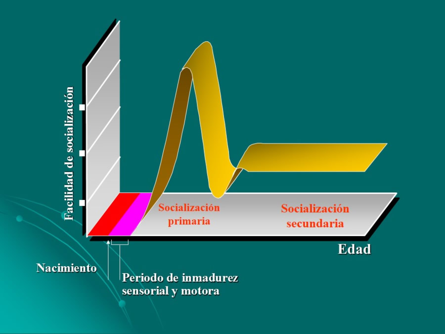 Desarrollo conductual en cachorros