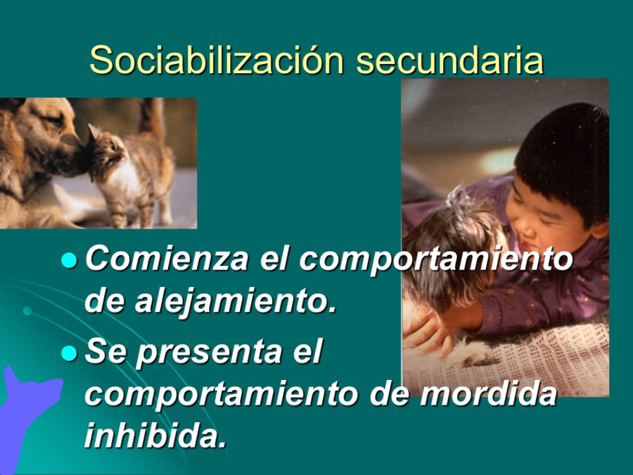 Desarrollo conductual en cachorros