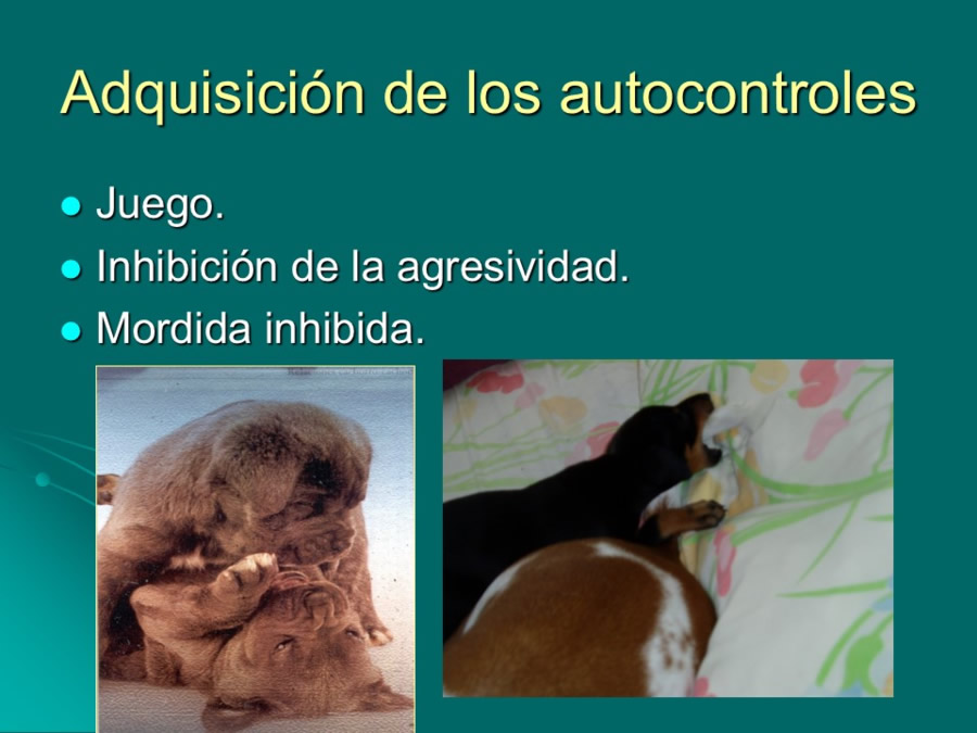 Desarrollo conductual en cachorros