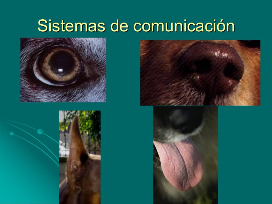 Desarrollo conductual en cachorros