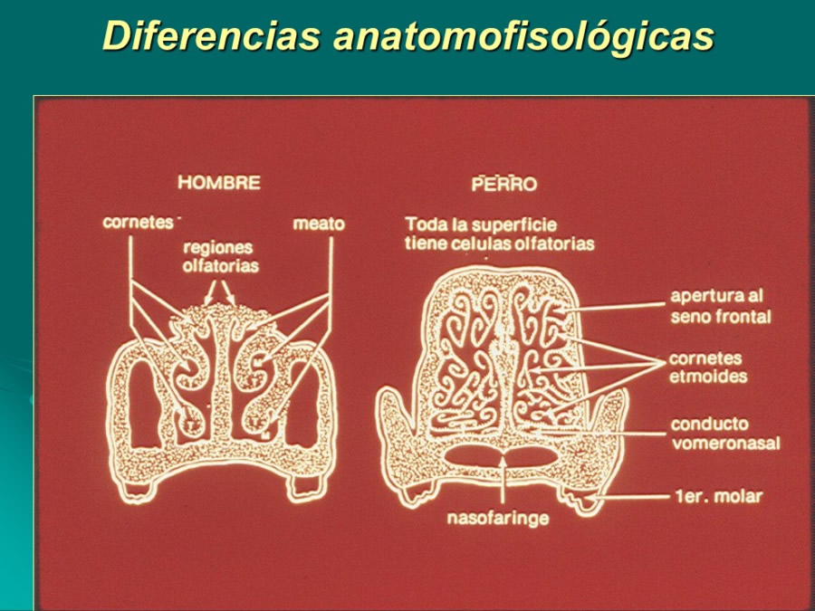 Desarrollo conductual en cachorros