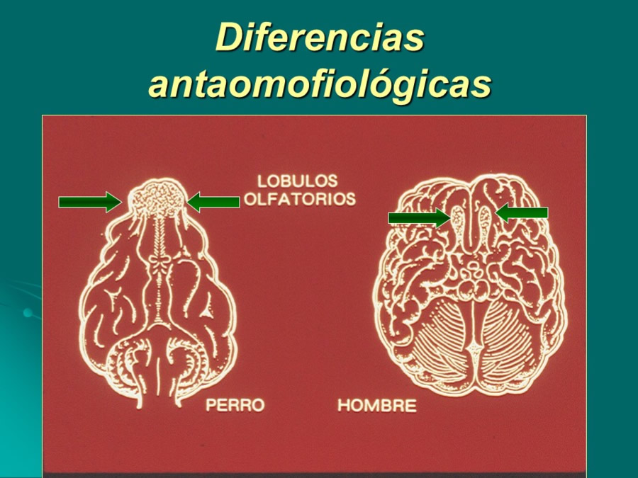 Desarrollo conductual en cachorros