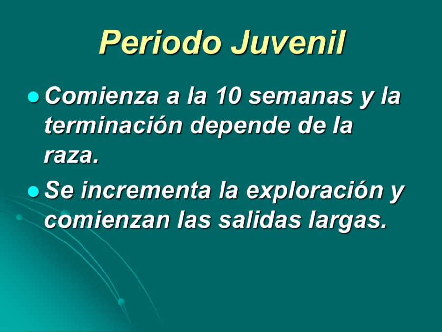 Desarrollo conductual en cachorros