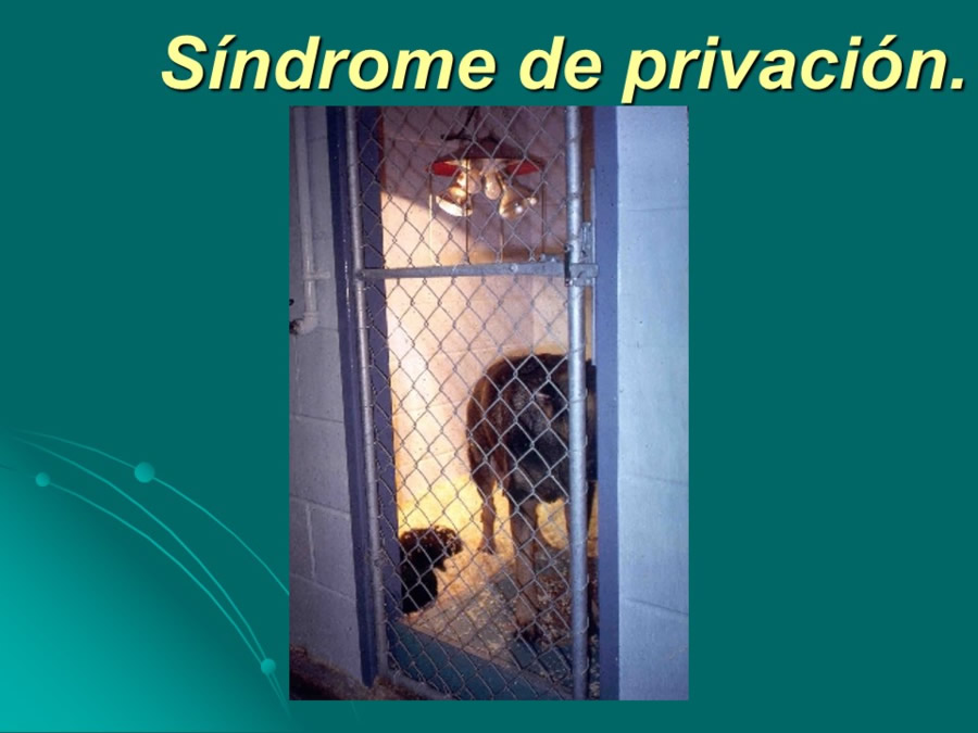 Desarrollo conductual en cachorros