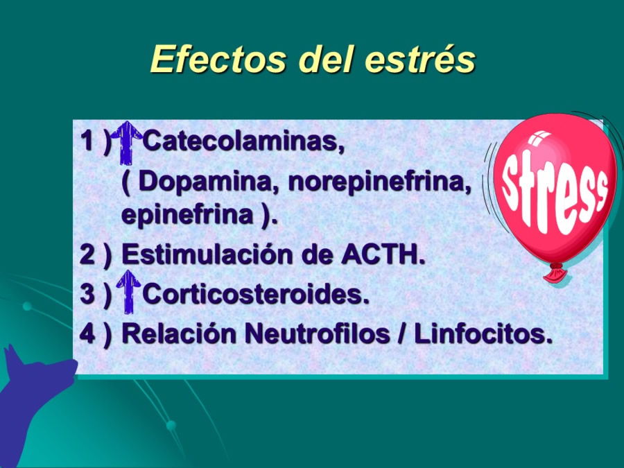 Desarrollo conductual en cachorros